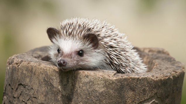 Illustration for article titled These Hedgehogs Are Fine, But Might We Suggest Some Hedgehogs For The More Discerning Visitor?